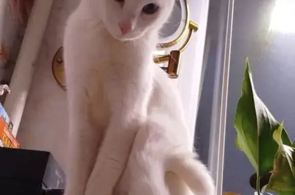 Пропала кошка, Донская улица, 25 к1, Москва - белая с разными глазами - photo