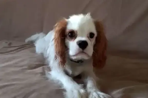 Пропал собака, Ким, Калининск - породы Кавалер Кинг Чарльз спаниель - photo