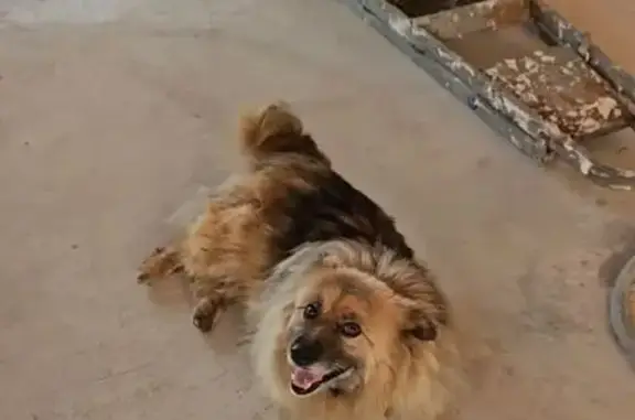 Пропала собака, Бузулук, Оренбургская область - была недолго в приюте в Дмитровграде - photo