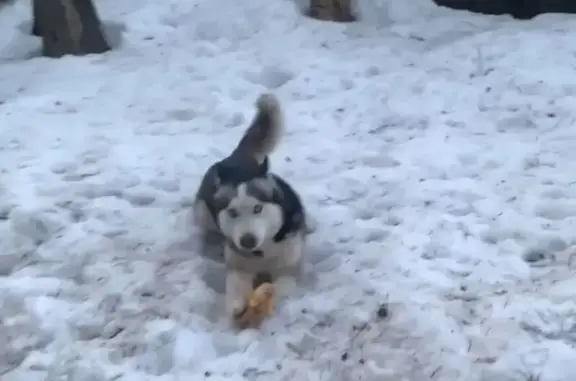 Пропала собака, Кратово, Московская область - голубые глаза, отзывается на кличку 
