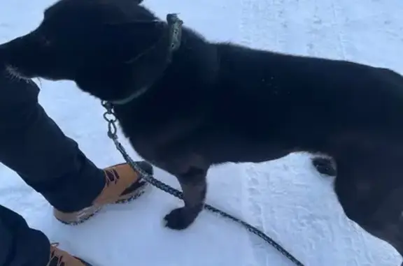 Найдена собака, Бронницы, фото: Найдена собака, Советская улица, Бронницы - черная с зеленым ошейником