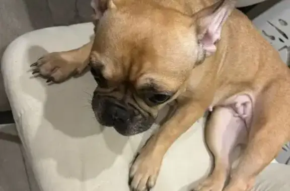 Пропала собака, женский пол, улица Мехзавода, 6, городской округ Рязань - photo