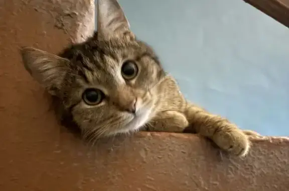 Найдена кошка, Уфа, фото: Найдена кошка, улица 40 лет Октября, Уфа - полосатый и контактный