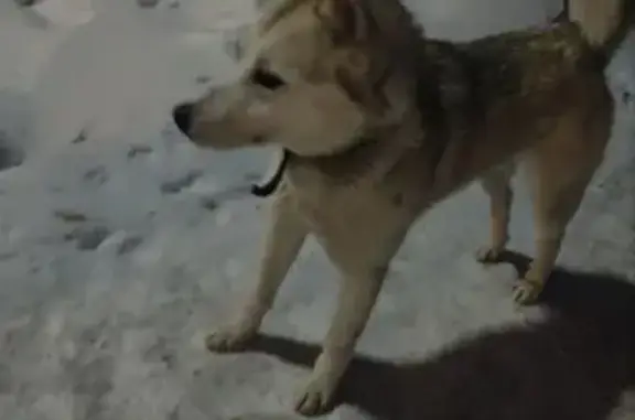 Найдена собака, Кисловка, фото: Найдена собака, улица Бориса Пастернака, Кисловка - с ошейником, очень добрый