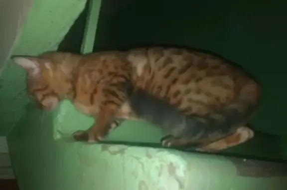 Найдена кошка, Томск, фото: Найдена кошка, улица Елизаровых, 39/3, Томск - бенгальский окрас, ухоженная