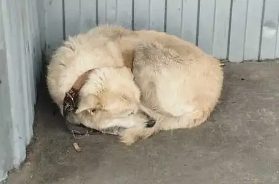 Найдена собака, Волгоград, фото: Найдена собака с ошейником, улица Качинцев, Волгоград
