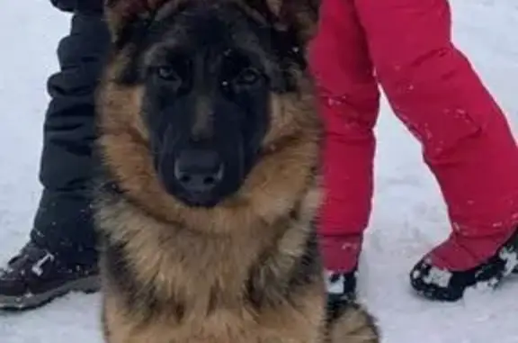 Собаки потеряшки, Чебоксары, фото: Потеряшка собака, улица Ф.Н.Орлова, 14, Чебоксары - девочка немецкой овчарки