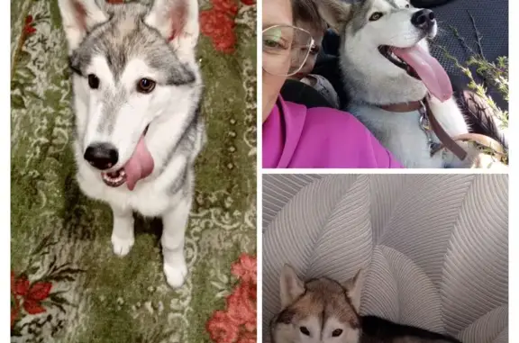 Пропал собака, Лапичевская улица, 6, Кемерово - серо-белый окрас - photo