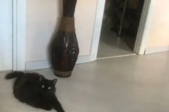 Пропала кошка, Железнодорожная улица, городской округ Тамбов - черная с рыженцой - photo