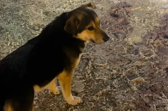 Найден собака, мужской, Интернациональная улица, Тамбов - добрый и ласковый - photo