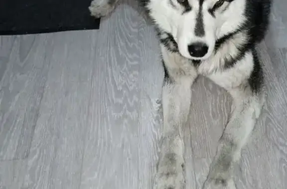 Найденные животные Иркутск, фото: Найдена собака, мужской, Депутатская улица, Иркутск - черно-белый окрас