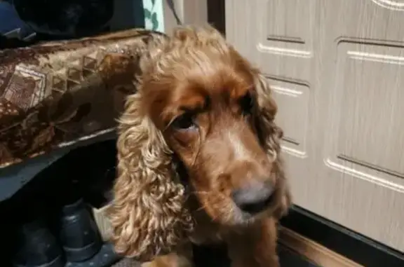 Найдена собака, Новочебоксарск, фото: Найден собака, мужской, улица 10-й Пятилетки, 46, Новочебоксарск - английский кокер спаниель