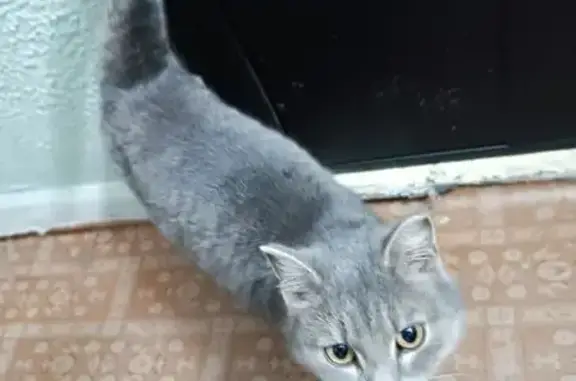 Найдена кошка, Новосибирск, фото: Найдена кошка, улица Добролюбова, Новосибирск - молодая серая с красным ошейником