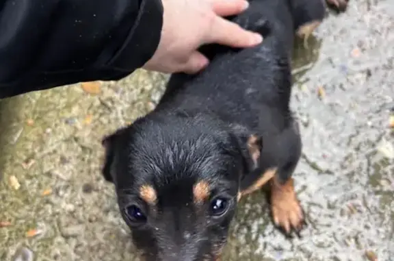 Пропала собака, девочка, улица Абовяна, 7, Верхний Юрт - мини ягтерьер - photo