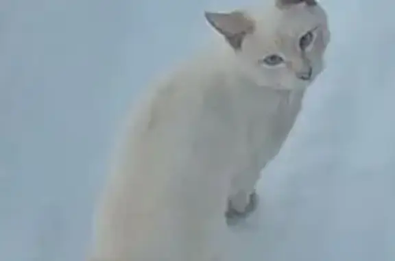 Кошки потеряшки, Йошкар-Ола, фото: Потеряшка кот, 2-й Речной проезд, Йошкар-Ола - голубые глаза и молочной окраски