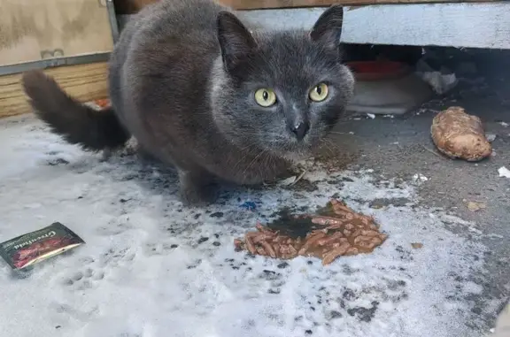 Найдена кошка, Домодедово, фото: Найдена кошка, Каширское шоссе, Домодедово - тёмно-серая с жёлтыми глазами