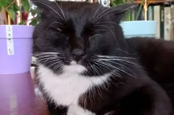 Пропал кот, улица Калинина, Иркутск - белая грудка, белые лапки - photo