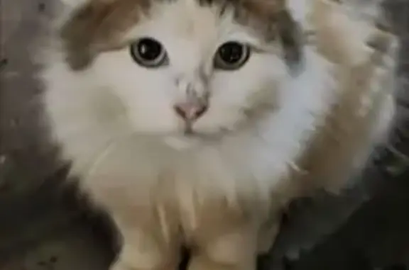 Объявления о пропавших и найденных животных, Геленджик, фото: Найдена кошка, улица Пушкина, 3, Геленджик - котёнок 5-6 месяцев, домашняя