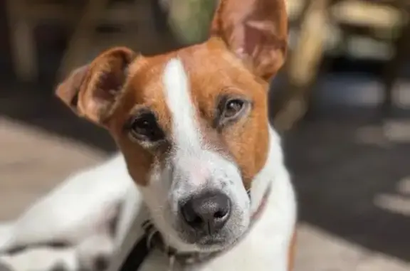 Пропал собака, 52Н-347, Пушкино - одно ухо стоит, без ошейника - photo