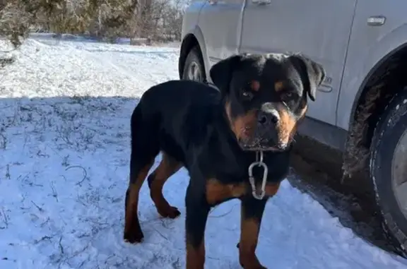 Найдена собака, Чапурники, фото: Найден ротвейлер, Чапурники, Волгоградская область - молодой, с шлейкой
