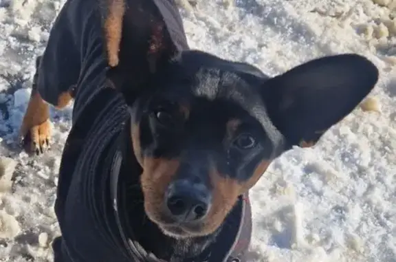 Найдена собака, Бабяково, фото: Найден собака, Бабяково, Воронежская область - в комбинезоне и ошейнике