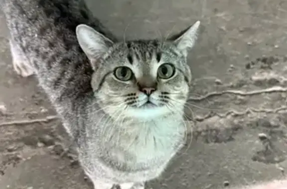 Найдена кошка, Энгельс, фото: Найдена кошка, 4, Энгельс