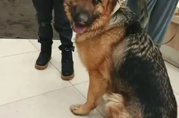 Найденные животные Видное, фото: Найдена собака, Видное, Московская область - черно-рыжая, очень хочет домой