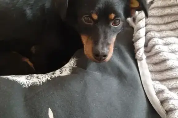 Собаки потеряшки, Северск, фото: Потеряшка собака, улица Крупской, 2, Северск - похож на таксу, но пушистей