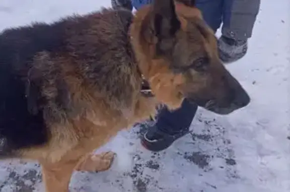 Собаки потеряшки, Омск, фото: Потеряшка собака, улица Красной Звезды, 48, Омск - немецкая овчарка с черным ошейником