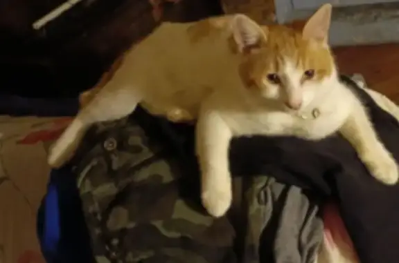 Пропал кот, Железнодорожная улица, Красногорск - бело-рыжий с черным ошейником - photo