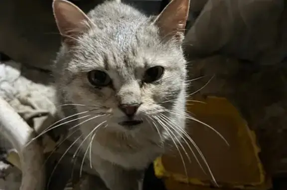 Найденные животные Грязи, фото: Найдена кошка, Спортивная улица, 9, городское поселение Грязи - серый окрас в полосочку