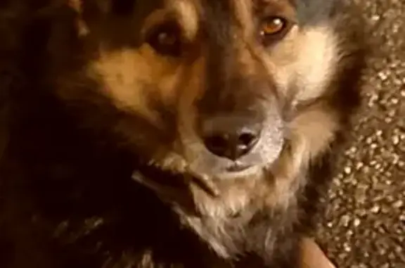 Найдена собака, Краснодар, фото: Найден собака, мужской, Краснодар, Краснодарский край - добрый, с ошейником