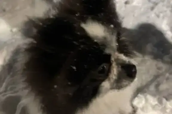 Миниатюрная собака, похожая на шпица, черно-белая, с пятнышками в окрасе. Бегает между 62 и 19 домом (Электроизолятор), подходит, но не дается, забрать не получилось, хромает на заднюю лапку, по виду домашний, миниатюрный, чей потеряшка?