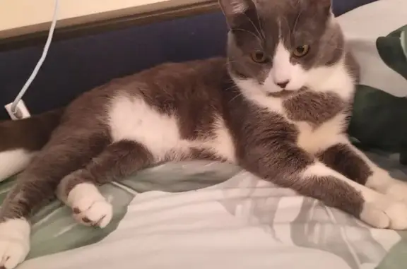 Пропал кот, улица Чернышевского, 1А, Армавир - светло-серый окрас, ярко-оранжевые глаза - photo