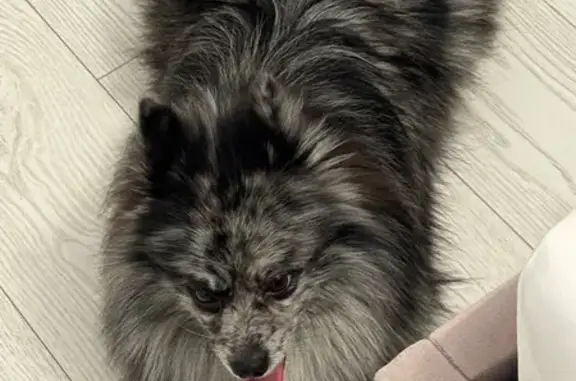 Найдена собака, Тверь, фото: Найден собака, мужской, переулок Трудолюбия, 34, городской округ Тверь