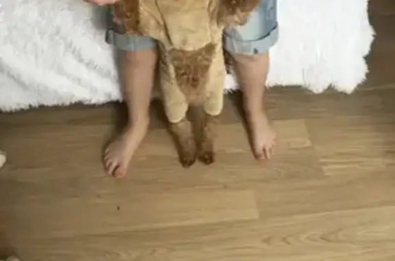 Пропал собака, Затонная улица, 7 к1 с2, Москва - рыжий мальтипу - photo