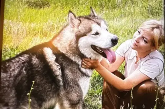 Потерянные животные Похвистнево, фото: Пропал собака, Банный переулок, 5, Похвистнево - окрас волчий, карие глаза