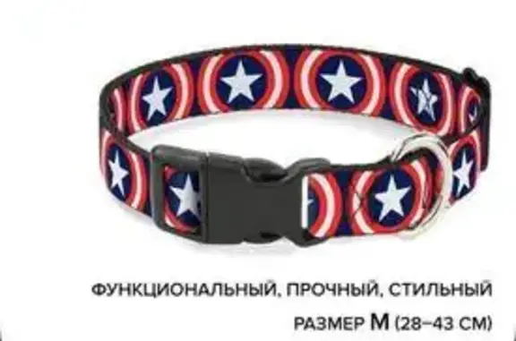 Собаки потеряшки, Тюмень, фото: Потеряшка собака, улица Республики, Тюмень - щенок с ошейником