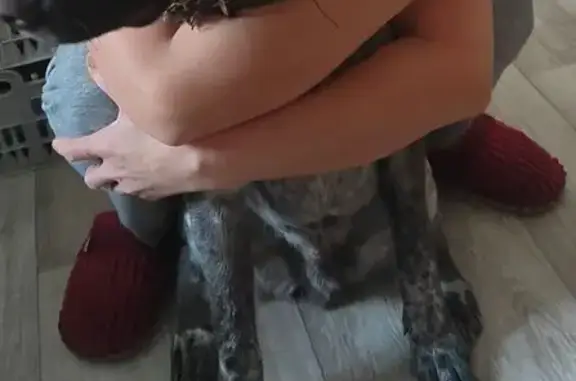 Пропал собака, улица Ушинского, Чебоксары - пятнистый с большой черной точкой - photo