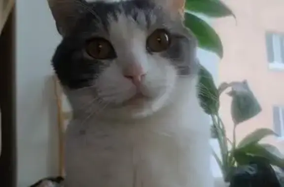 Пропал кот, Первомайская улица, 54, Уфа - серо-белый с коричневыми глазами - photo