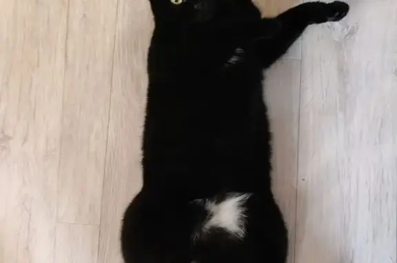 Пропал кот, Фасадная улица, Новосибирск - чёрный с белым пятном на животе - photo