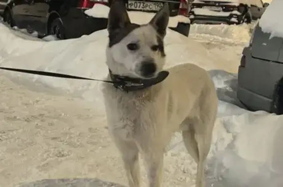 Найдена собака, Октябрьский, фото: Найден собака, улица Текстильщиков, Октябрьский - молодой светлый окрас