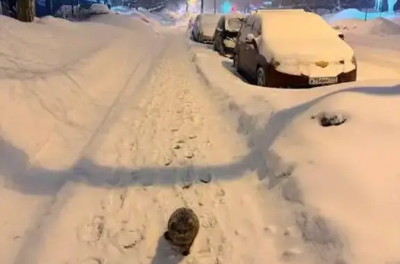 Найденные животные Москва, фото: Найдена кошка, Большая Черёмушкинская улица, 15 к2, Москва - похож на домашнего