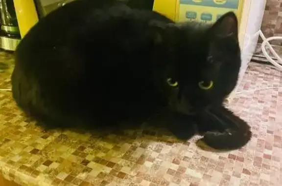 Найдена кошка, Волгоград, фото: Найдена кошка, улица Маршала Василевского, 4, Волгоград - чёрная с зелеными глазами