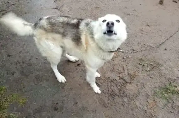 Пропал собака, Покровская дорога, Новосаратовка - кастрирован, на нем шлейка и ошейник - photo