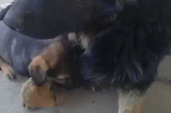 Пропала собака, женский пол, Таманская улица, 20, Волгоград - photo