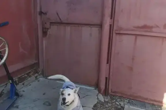 Пропала собака, проспект Дружбы, городской округ Курск - белая с пятном на глазу - photo