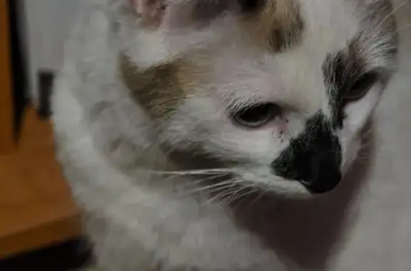 Найдена кошка, Пенза, фото: Найдена кошка, улица Рахманинова, 14, городской округ Пенза - ласковая и чистая