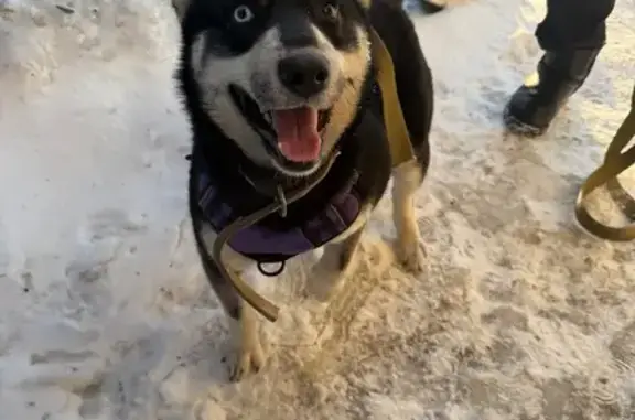 Найдена собака, Пенза, фото: Найдена собака, улица Урицкого, городской округ Пенза - спокойная с поводком