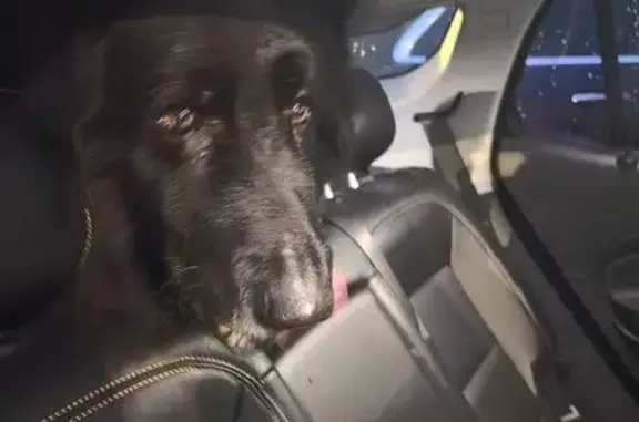 Объявления о пропавших и найденных животных, Всеволожск, фото: Найден собака, мужской, Всеволожск, Ленинградская область - немецкий длинношерстный овчар